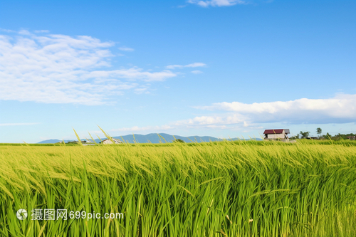 农村水稻种植田